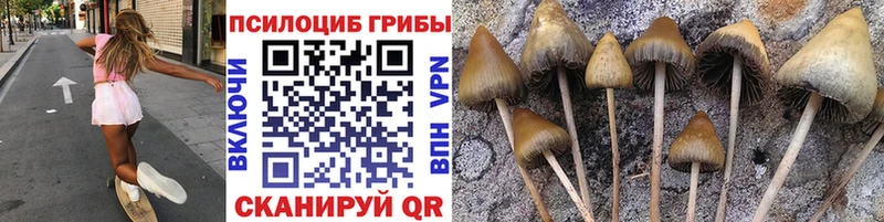 Галлюциногенные грибы Psilocybe  Всеволожск 